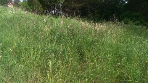 Foto - Grundstück zu verkaufen in Lohmen 100.000,00 € 660 m²