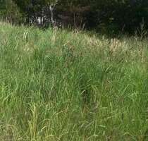 Grundstück zu verkaufen in Lohmen 100.000,00 € 660 m²