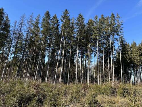 Foto - Grundstück in Dießen 79.000,00 € 16170 m²