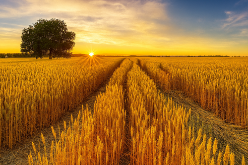 Foto - Grundstück in Wildenberg 1.105.000,00 € 61578 m²