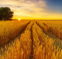 Grundstück in Wildenberg 1.105.000,00 € 61578 m²