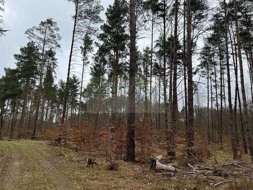 Foto - Grundstück in Wustrow 280.000,00 € 200015 m²