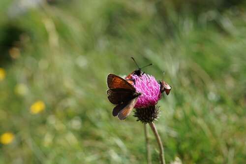 Foto - Grundstück zu verkaufen in Markkleeberg 860.000,00 € 1200 m²