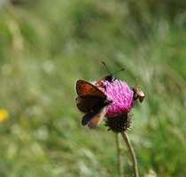 Grundstück zu verkaufen in Markkleeberg 860.000,00 € 1200 m²