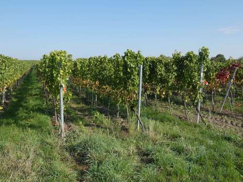 Foto - Grundstück in Wachenheim an der Weinstraße 6.500,00 € 600 m²