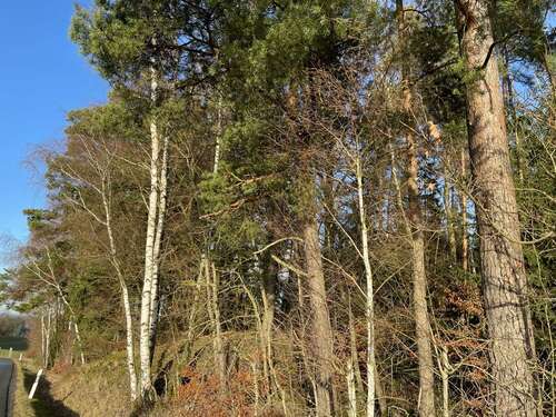 Foto - Grundstück in Tirschenreuth Lengenfeld 159.280,00 € 39820 m²