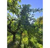 Haus zum Kaufen in Schwabach 409.000,00 € 184 m²