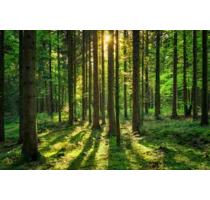 Grundstück zu verkaufen in Altmannstein 24.000,00 € 5760 m²