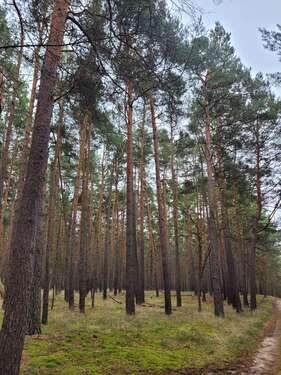 Foto - Grundstück in Tauche 85.000,00 € 97559 m²