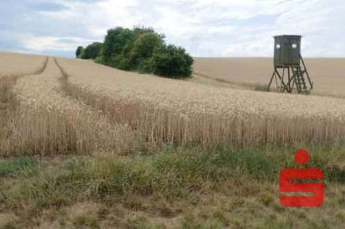 Foto - Grundstück in Dettelbach 43.000,00 € 6813 m²