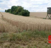 Grundstück in Dettelbach 43.000,00 € 6813 m²