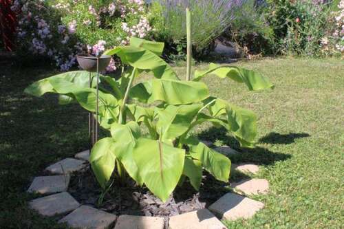 Foto - Haus zum Kaufen in Pforzheim 459.000,00 € 121.62 m²