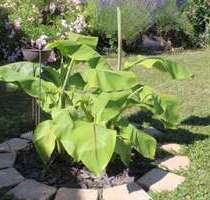 Haus zum Kaufen in Pforzheim 459.000,00 € 121.62 m²