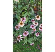 Haus zum Kaufen in Sinsheim-Eschelbach 340.000,00 € 166 m²