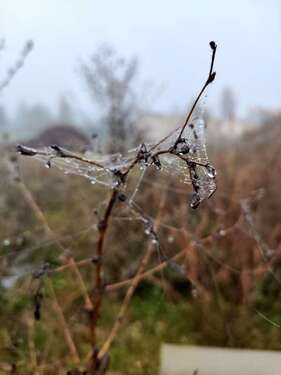Foto - Grundstück zu verkaufen in Welsleben 60.000,00 € 450 m²