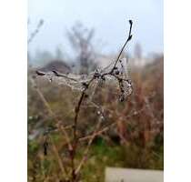 Grundstück zu verkaufen in Welsleben 60.000,00 € 450 m²