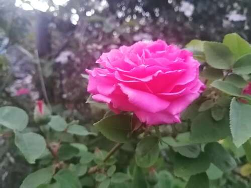 Foto - Haus zum Kaufen in Knittelsheim 625.000,00 € 150 m²