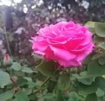 Haus zum Kaufen in Knittelsheim 625.000,00 € 150 m²