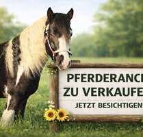 Haus zum Kaufen in Diepholz 395.000,00 € 365 m²