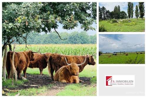 Foto - Spezialgewerbe in Seelow 270.000,00 € 300 m²