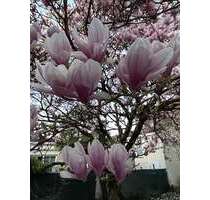 Wohnung zum Mieten in Leimen 1.050,00 € 90 m²