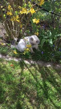 Foto - Grundstück zu verkaufen in Haag 529.600,00 € 3280 m²