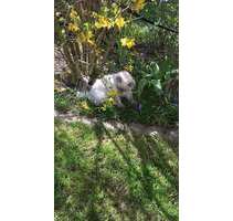 Grundstück zu verkaufen in Haag 529.600,00 € 3280 m²