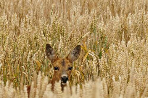 Foto - Spezialgewerbe in Bad Windsheim 750.000,00 €