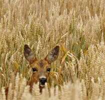 Spezialgewerbe in Bad Windsheim 750.000,00 €