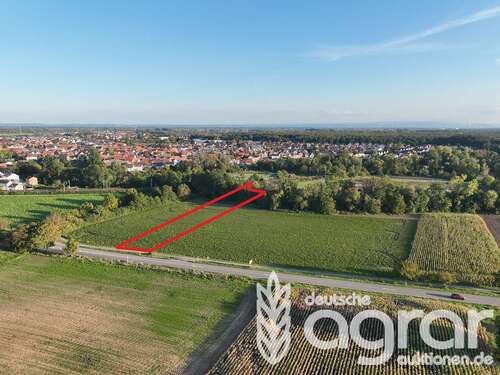 Foto - Grundstück in Rülzheim 6.000,00 € 1712 m²