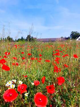 Foto - Grundstück zu verkaufen in Schwante Oberkrämer 219.000,00 € 725 m²