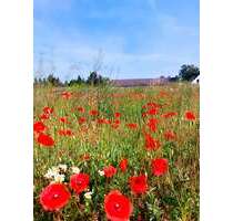 Grundstück zu verkaufen in Schwante Oberkrämer 219.000,00 € 725 m²