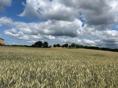 Foto - Grundstück zu verkaufen in Untersiemau Birkach am Forst 152.000,00 € 4000 m²