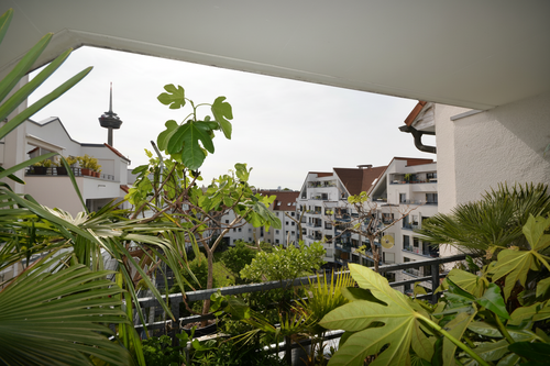 Foto - Wohnung zum Kaufen in Köln 349.000,00 € 60.34 m²