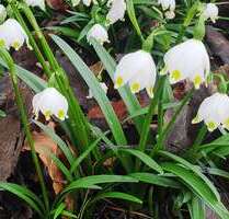 Haus zum Kaufen in Babenhausen 669.000,00 € 276 m²