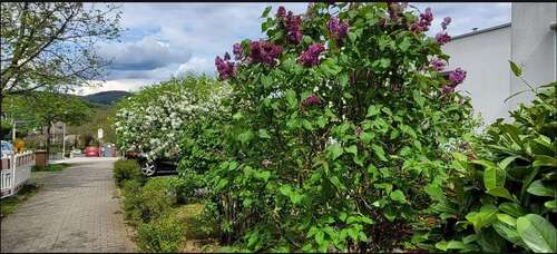 Foto - Wohnung zum Mieten in Eppstein 1.023,00 € 93 m²