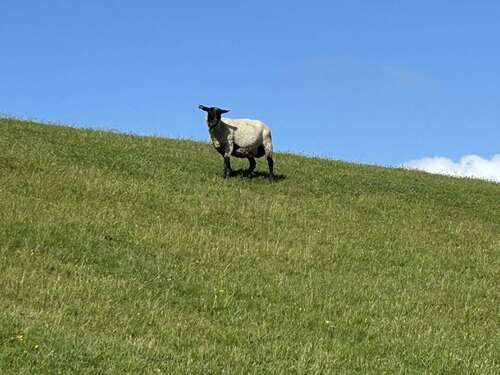 Foto - Wohnung zum Kaufen in Friedrichskoog 135.000,00 € 33.96 m²