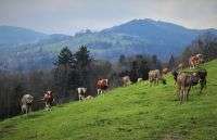 Foto - Spezialgewerbe in Stuttgart 820.000,00 €