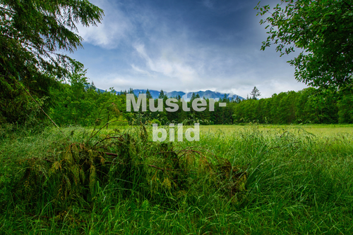 Foto - Grundstück in Lahrschwarzwald-Mietersheim 8.000,00 € 2016 m²