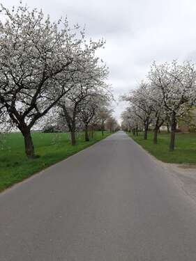 Foto - Grundstück zu verkaufen in DahmeMark 54.900,00 € 577 m²