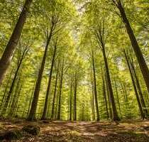 Grundstück in Porta Westfalica Hausberge 29.000,00 € 6195 m² - Porta Westfalica / Hausberge