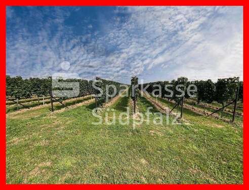 Foto - Grundstück in Birkweiler 345.000,00 € 43129 m²
