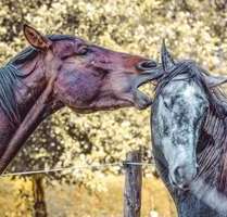 Haus zum Kaufen in Groß-Umstadt 538.471,00 € 145 m²