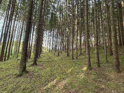 Foto - Grundstück in Altenmünster-Zusamzell 60.000,00 € 14250 m²