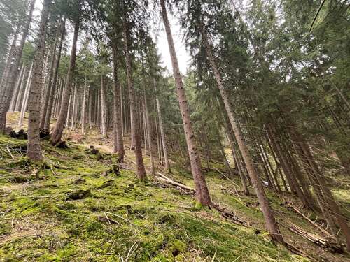 Foto - Grundstück in Nesselwang 28.000,00 € 5616 m²