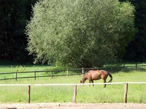 Foto - Haus zum Mieten in Todendorf 1.600,00 € 124 m²