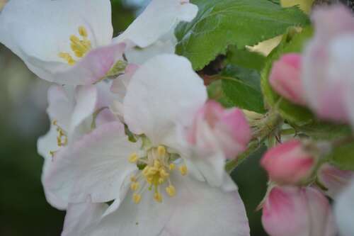 Foto - Grundstück zu verkaufen in Bad Aibling 1.390.000,00 € 1100 m²