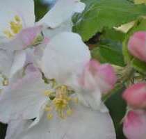 Grundstück zu verkaufen in Bad Aibling 1.390.000,00 € 1100 m²