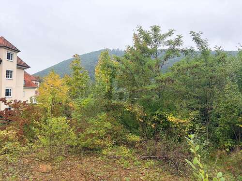 Foto - Grundstück zu verkaufen in Badenweiler 350.000,00 € 1196 m²