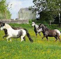 Spezialgewerbe in Messkirch 1.280.000,00 €